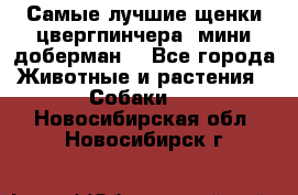 Самые лучшие щенки цвергпинчера (мини доберман) - Все города Животные и растения » Собаки   . Новосибирская обл.,Новосибирск г.